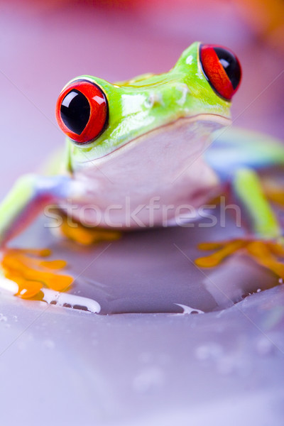 Red eye tree frog on colorful background Stock photo © JanPietruszka