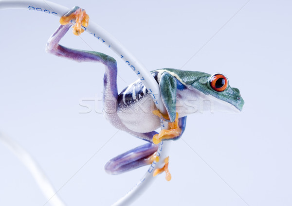 Stock foto: Exotischen · Frosch · farbenreich · Natur · rot · tropischen