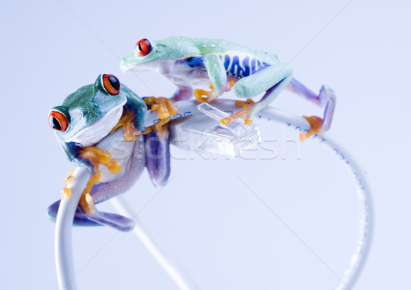 飛行 青蛙 叢林 性質 紅色 商業照片 © JanPietruszka