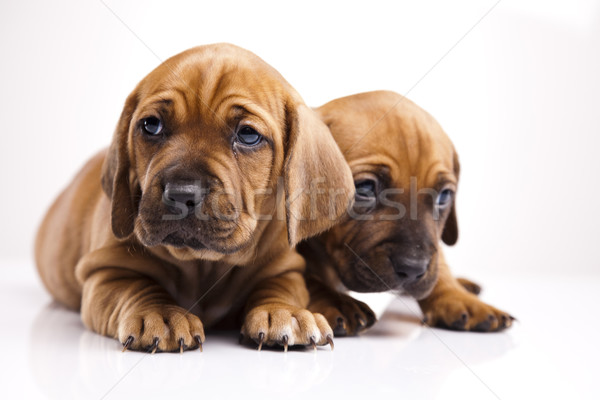 Bebek köpekler küçük köpek genç üzüntü Stok fotoğraf © JanPietruszka