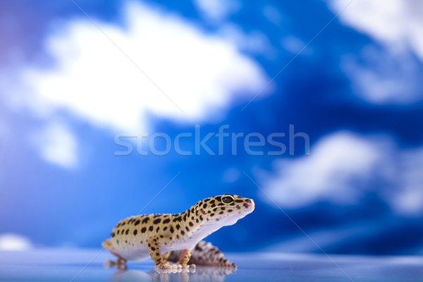 Stock photo: Gecko 