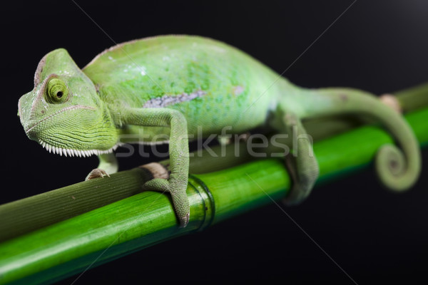 Lagarto familias camaleón cruz fondo retrato Foto stock © JanPietruszka