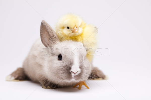 Baby bunny Stock photo © JanPietruszka