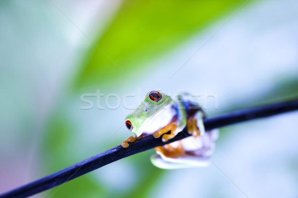 Red eye tree frog Stock photo © JanPietruszka