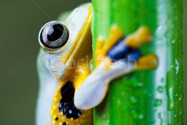  Exotic frog in indonesia, Rhacophorus reinwardtii  Stock photo © JanPietruszka