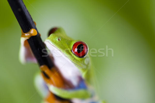 Tree frog Stock photo © JanPietruszka
