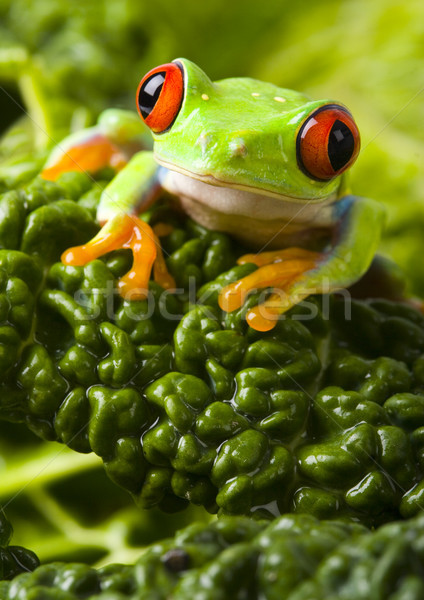 Red eyed frog green tree on colorful background Stock photo © JanPietruszka