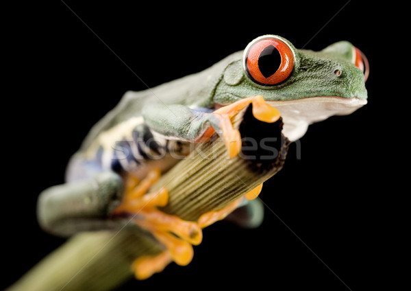 Red eye tree frog on leaf on colorful background Stock photo © JanPietruszka