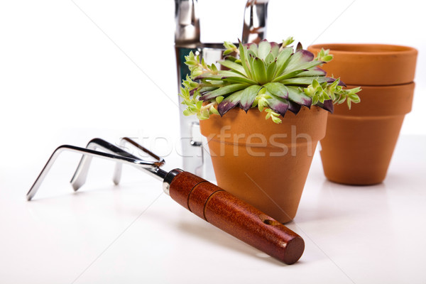 Foto stock: Flores · jardín · herramientas · cielo · azul · hierba · naturaleza