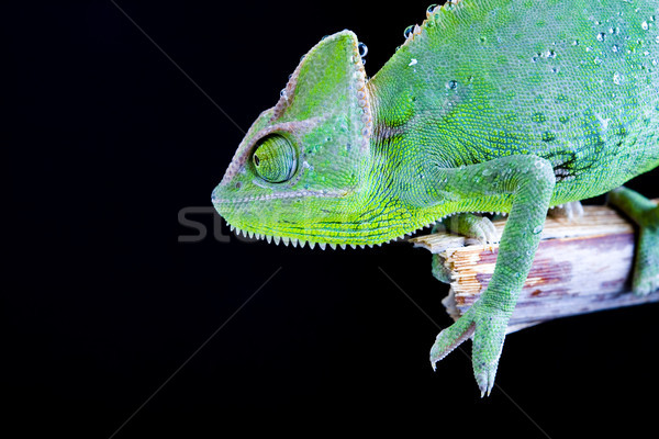 Camaleón brillante exótico clima verde Foto stock © JanPietruszka