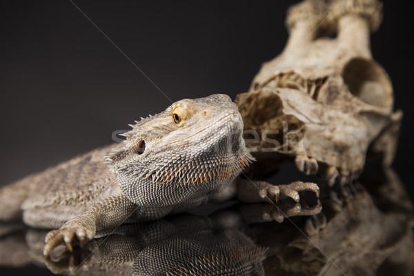 Koponya gyík agancs sárkány fekete tükör Stock fotó © JanPietruszka