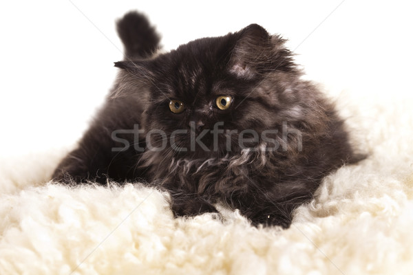 Little kitten Stock photo © JanPietruszka