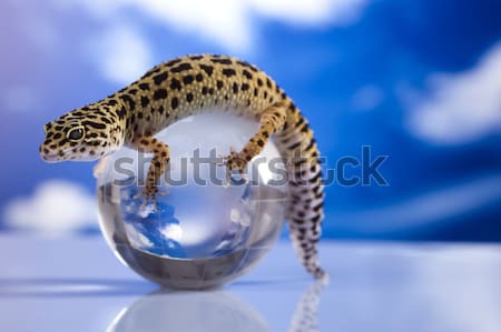 Stock foto: Wenig · gecko · reptil · Eidechse · Auge · weiß