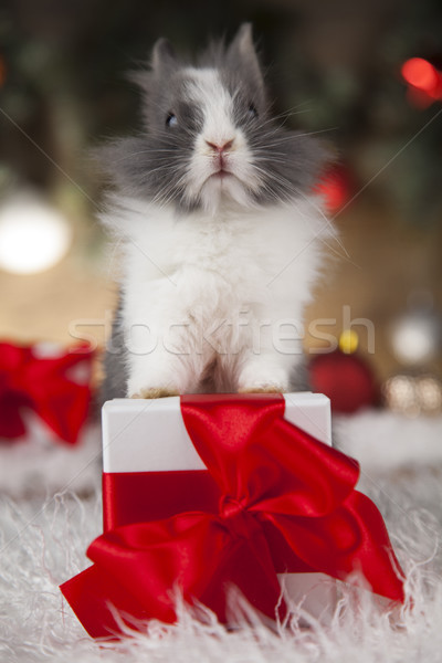 Stock photo: Holiday Christmas bunny in Santa hat on gift box background