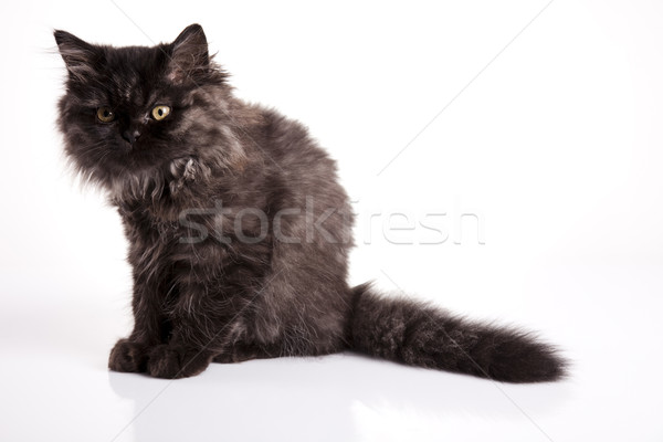 Pisi göz kediler hayvan güzel Evcil Stok fotoğraf © JanPietruszka