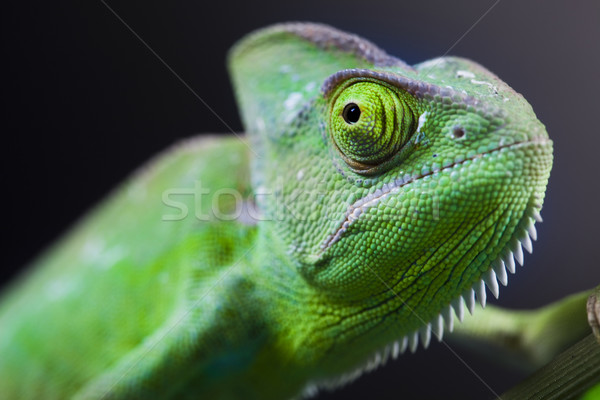 Lizard families, Chameleon Stock photo © JanPietruszka