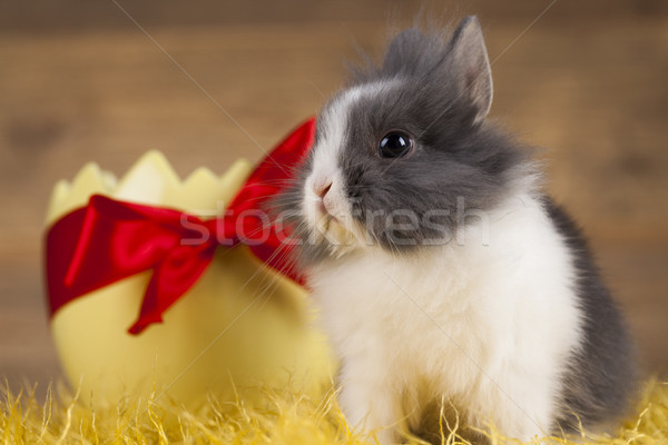 Frühling Baby bunny wenig Osterhase grünen Stock foto © JanPietruszka