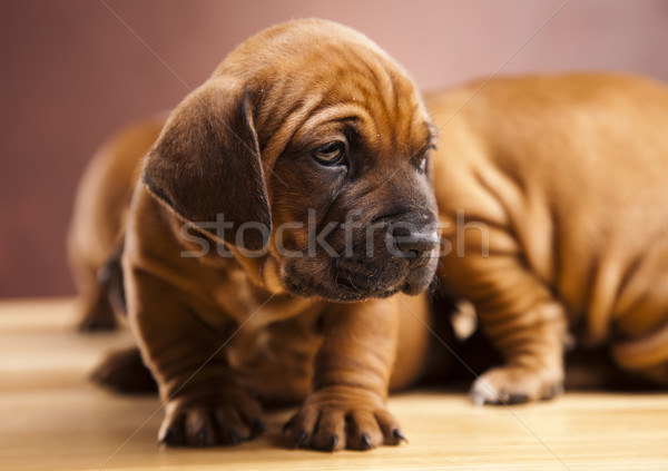 Yavru küçük köpek bebek köpekler genç Stok fotoğraf © JanPietruszka