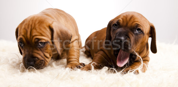 Stockfoto: Baby · honden · weinig · hond · jonge · verdriet