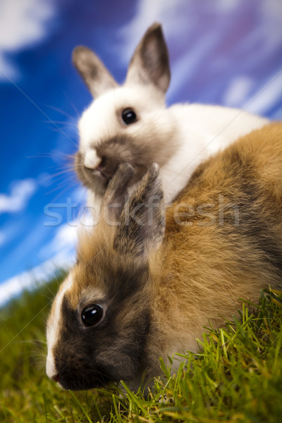 Foto d'archivio: Baby · coniglio · erba · verde · animale · Pasqua · coniglio