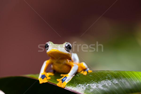 Flying Frog, Rhacophorus reinwardtii on colorful background Stock photo © JanPietruszka