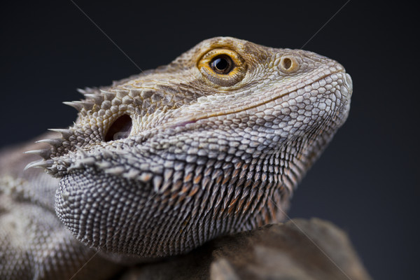 Animal de estimação lagarto barbudo dragão preto pequeno Foto stock © JanPietruszka
