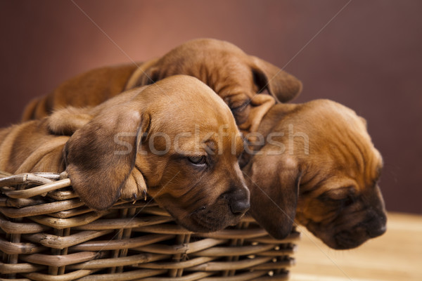 Puppies, wicker basket  Stock photo © JanPietruszka