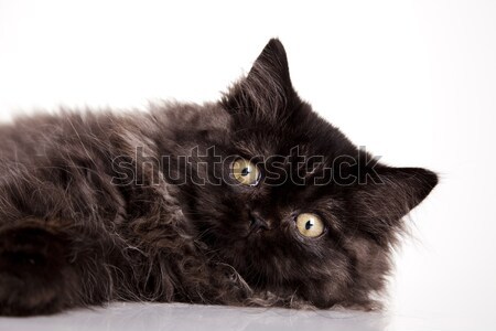 Cat Stock photo © JanPietruszka