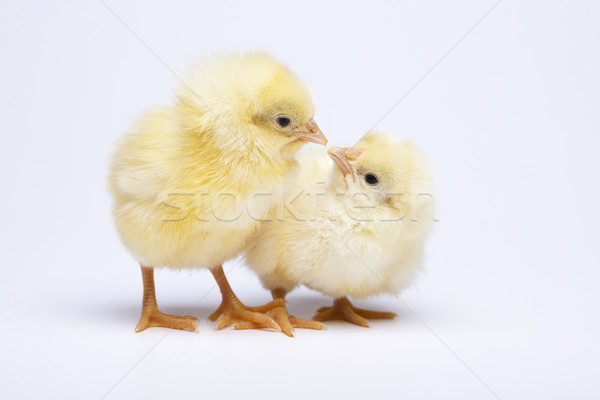 Baby chick Stock photo © JanPietruszka