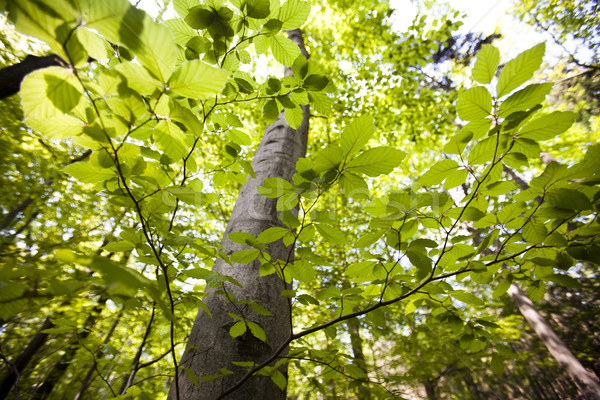 Frunze natural primăvară lumina frunze cadru Imagine de stoc © JanPietruszka