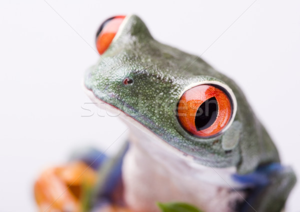 Red eye tree frog on colorful background Stock photo © JanPietruszka