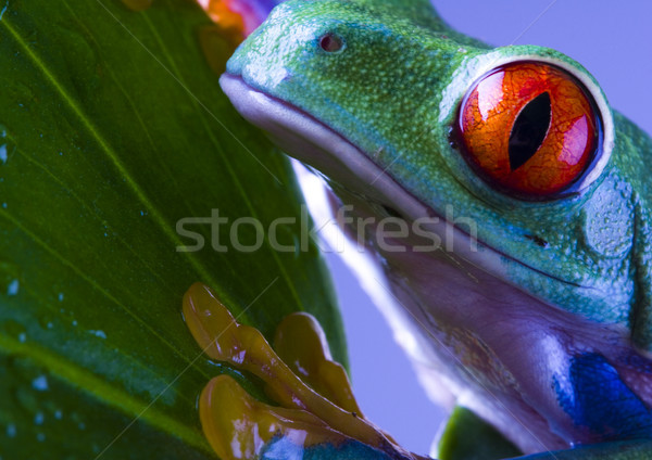 Stock photo: Frog in the jungle on colorful background