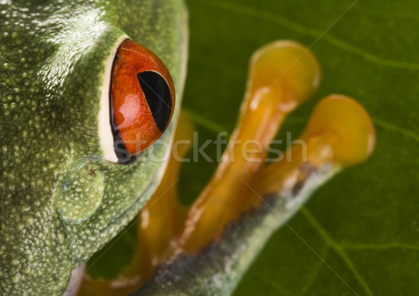 Stock foto: Frosch · Dschungel · farbenreich · Natur · rot · tropischen