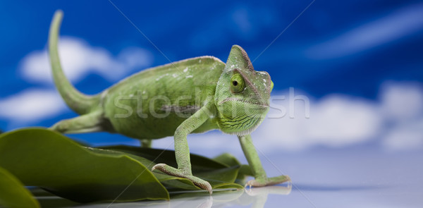 Chameleon on the blue sky Stock photo © JanPietruszka