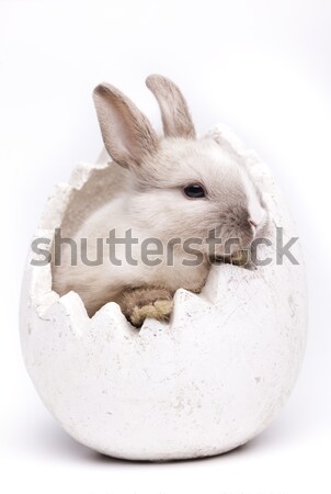Lapin lapin de Pâques Pâques bébé animaux prairie [[stock_photo]] © JanPietruszka