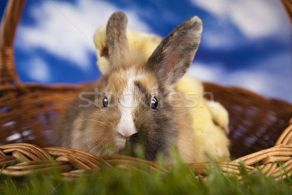 Chick in bunny Stock photo © JanPietruszka