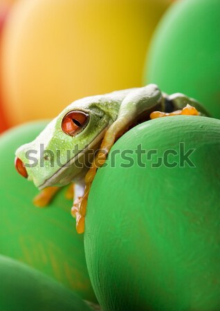 лягушка джунгли красочный природы красный тропические Сток-фото © JanPietruszka