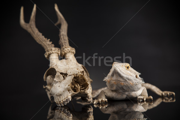 ストックフォト: 頭蓋骨 · トカゲ · 枝角 · 龍 · 黒 · ミラー