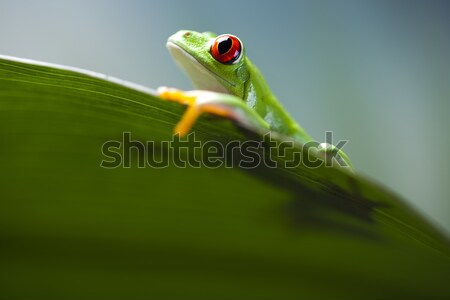 Stock photo: Red eye tree frog