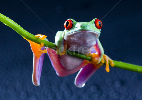 Red eyed frog green tree on colorful background Stock photo © JanPietruszka
