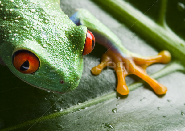 Stockfoto: Kikker · jungle · kleurrijk · natuur · Rood · tropische