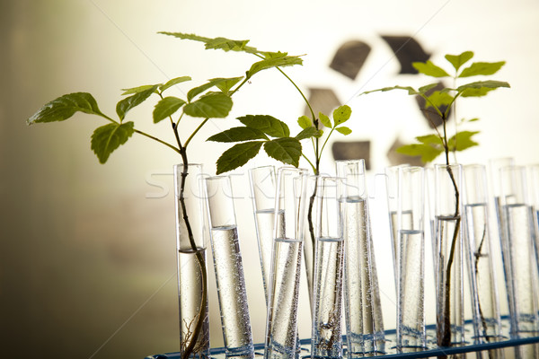 Experimenting with flora in laboratory  Stock photo © JanPietruszka