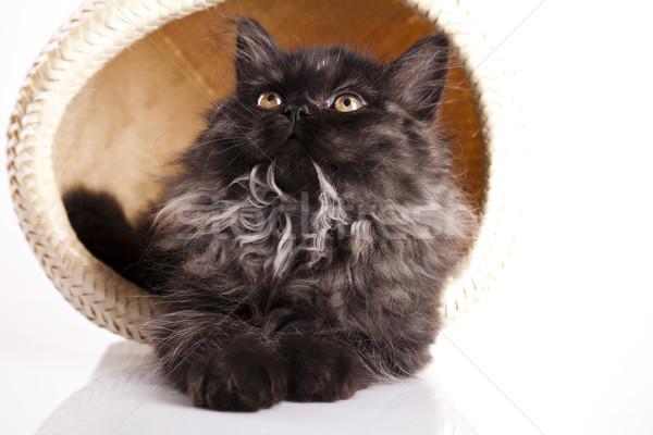 キティ 面白い 子猫 眼 猫 動物 ストックフォト © JanPietruszka
