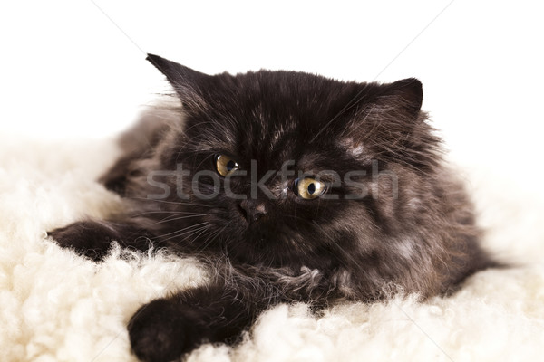 Cat Stock photo © JanPietruszka