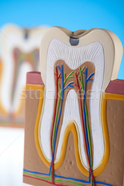 Anatomie dents sang santé bouche dents [[stock_photo]] © JanPietruszka