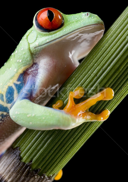 экзотический лягушка красочный природы красный тропические Сток-фото © JanPietruszka