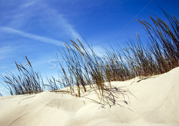 Dunes, pure nature beautiful landscape Stock photo © JanPietruszka