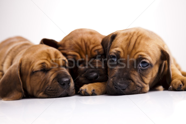 Stock fotó: Baba · kutyák · kicsi · kutya · fiatal · szomorúság