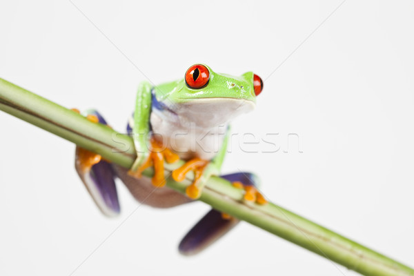 Red eye tree frog on colorful background Stock photo © JanPietruszka