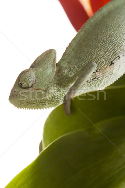 Kameleon heldere levendig exotisch klimaat blad Stockfoto © JanPietruszka
